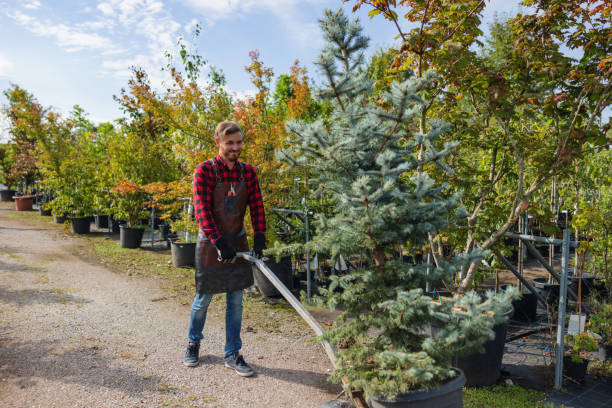 Best Tree Risk Assessment  in Rice Lake, MN