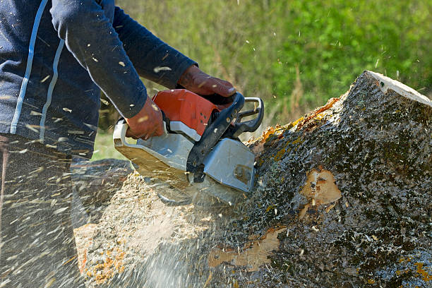 Why Choose Our Tree Removal Services in Rice Lake, MN?